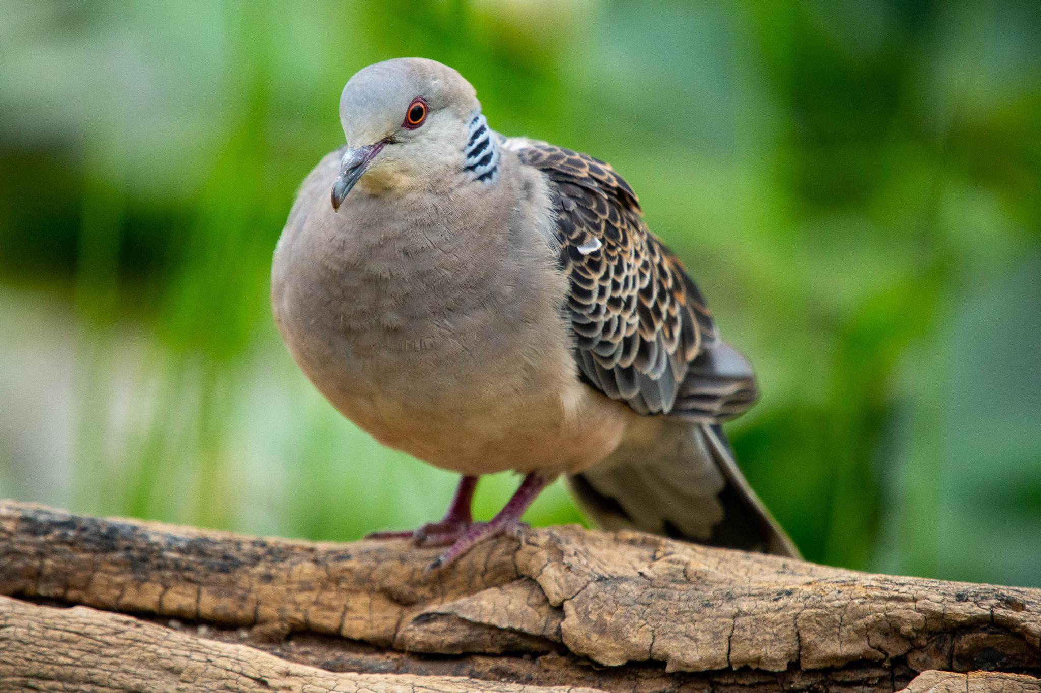 没有进化成鸽子的斑鸠生性欺小凌弱,网友说很像当前美国做事行径
