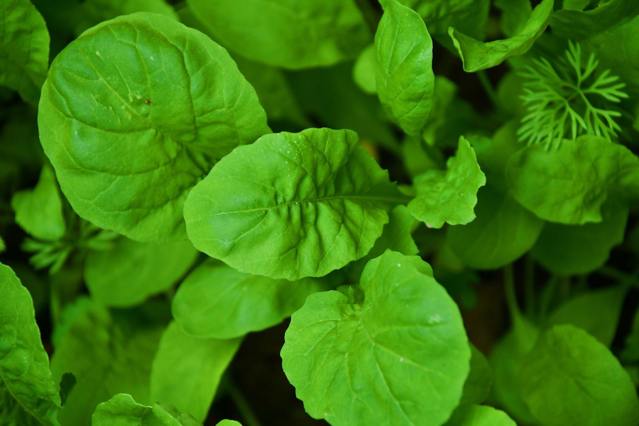 北方叫臭菜的蔬菜原创拍摄