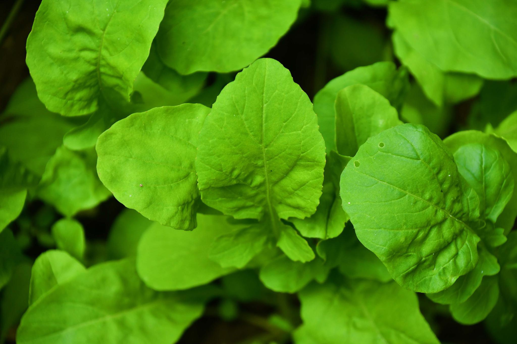 北方叫臭菜的蔬菜原创拍摄