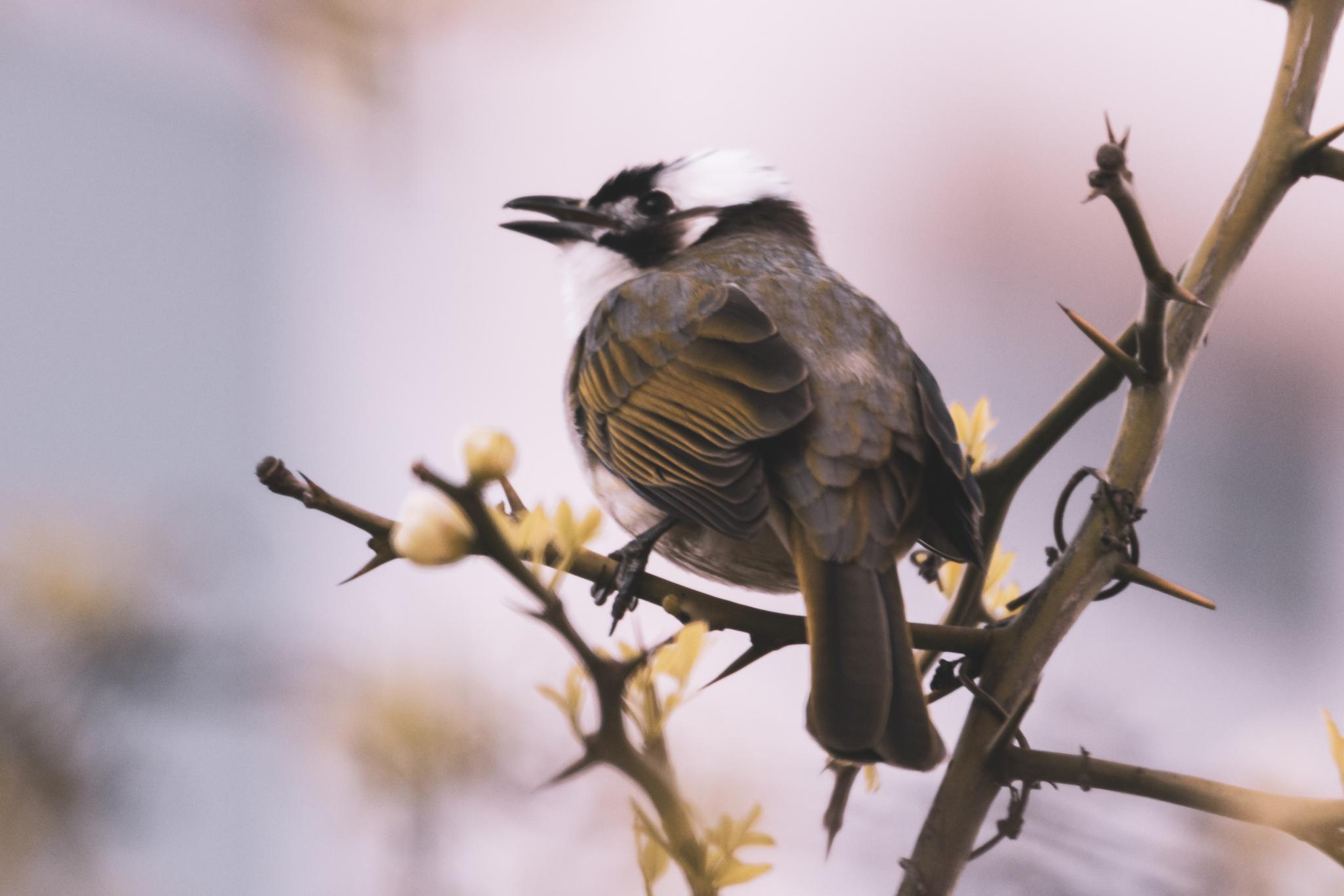 鸟类相册 白头翁_高清图集_新浪网