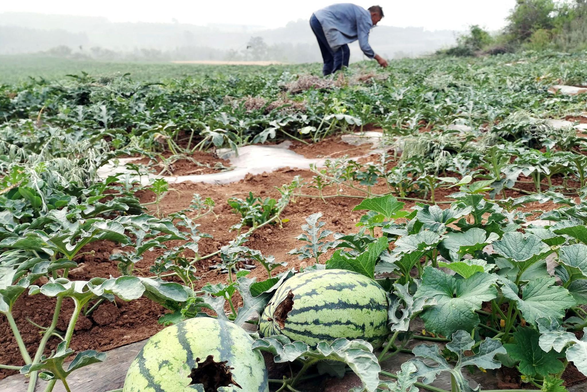 6旬农民大叔种西瓜被鸟儿啄烂防不胜防看亡羊补牢有用吗