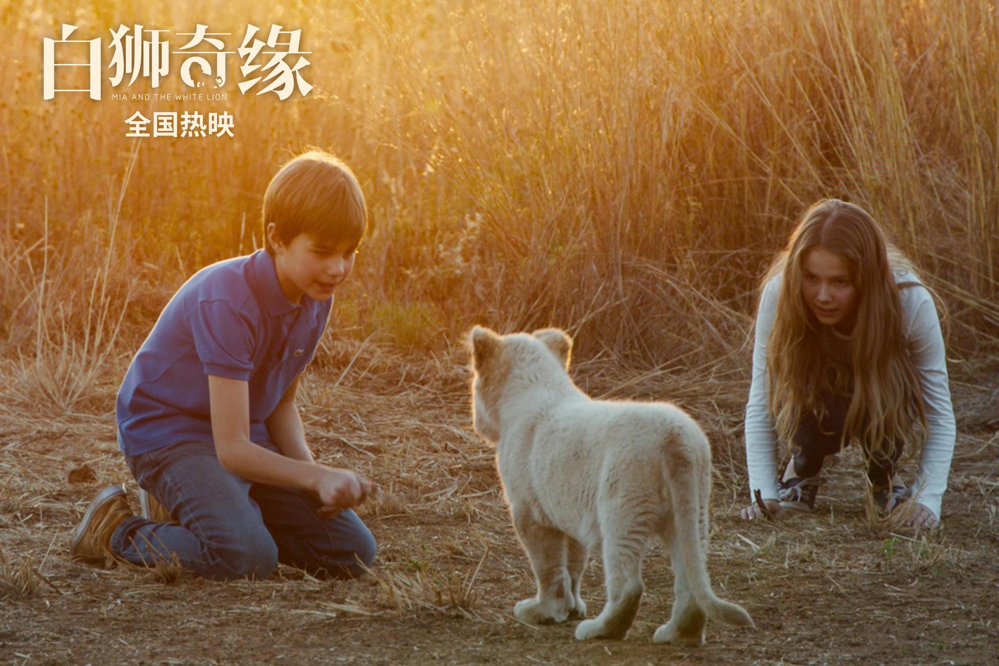 电影《白狮奇缘》热映获好评,引发"云撸狮"观影后遗症