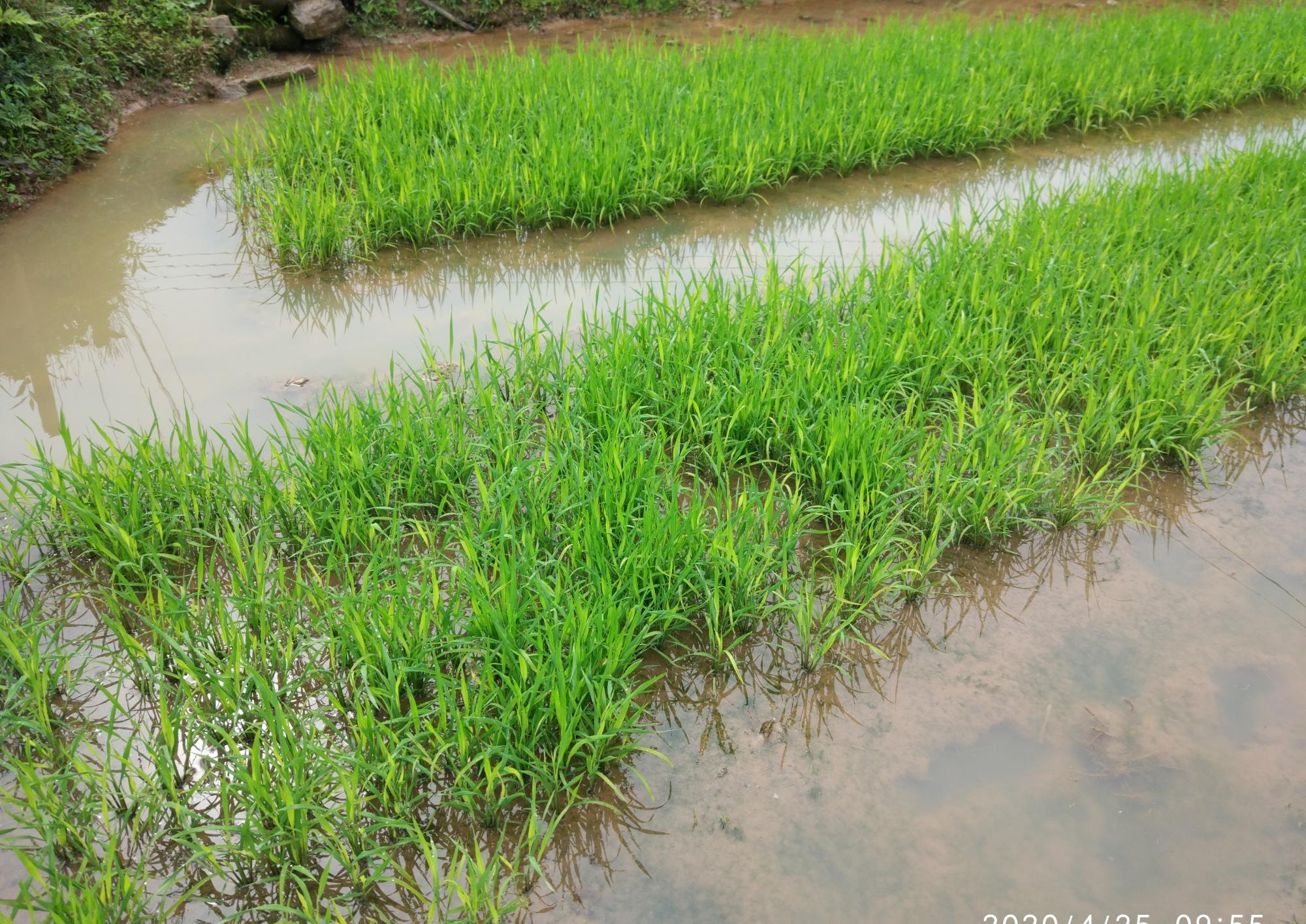 五一假期农事忙农民田里栽秧忙你栽个秧吗