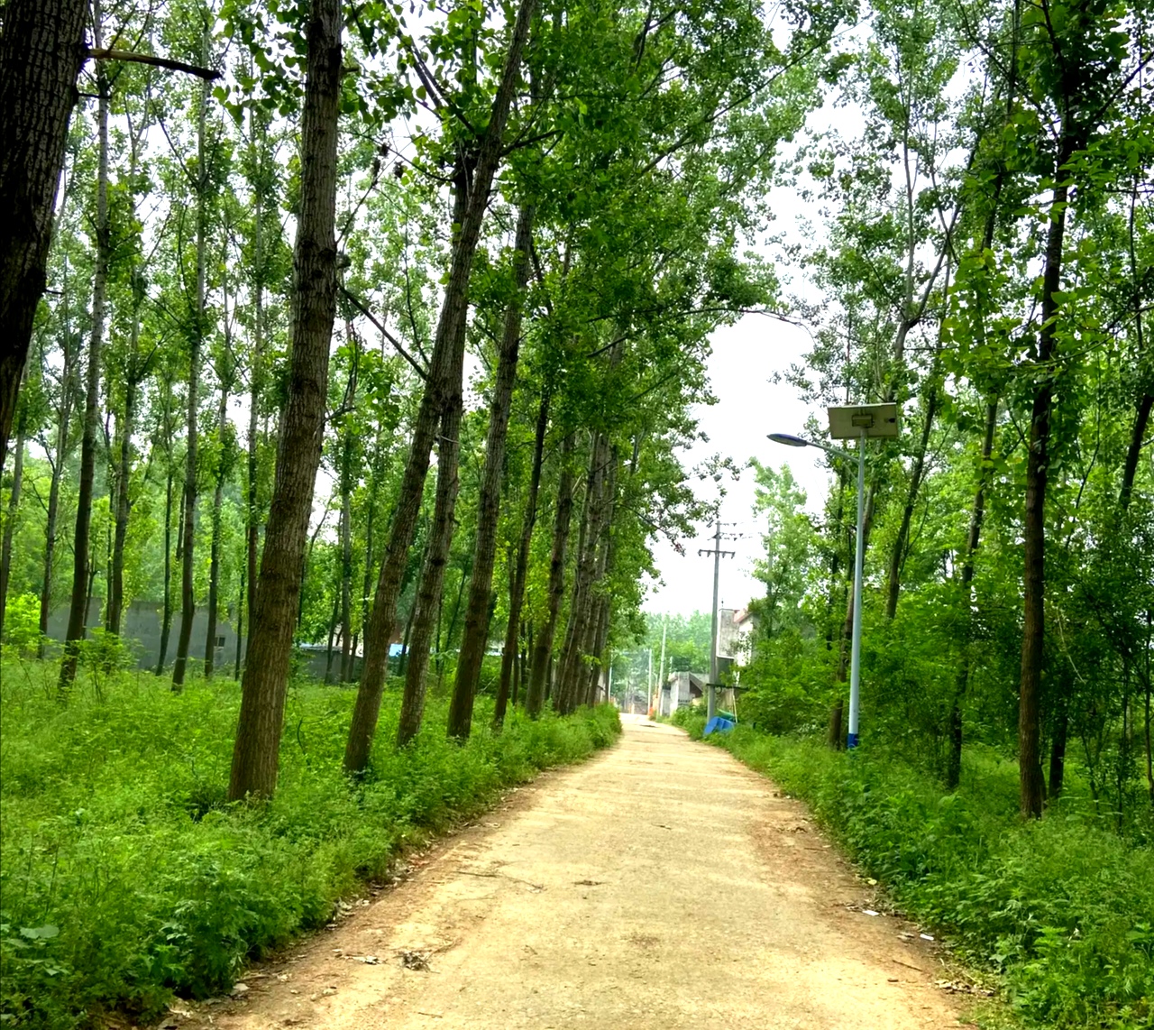 我的家乡河南农村外地再美的风景都不如回家的这条村路