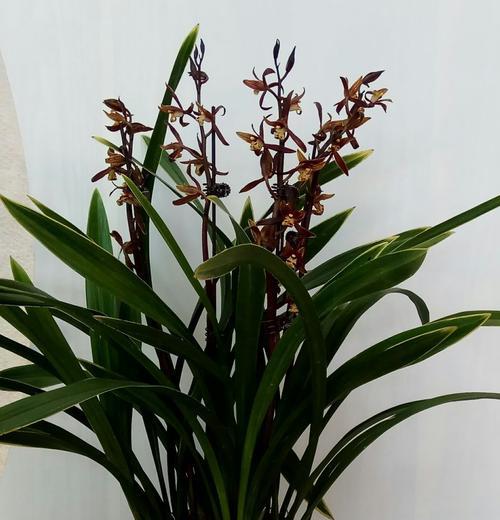 家里养墨兰,了解掌握4个要点,养出白嫩根系,叶油绿颜值高!