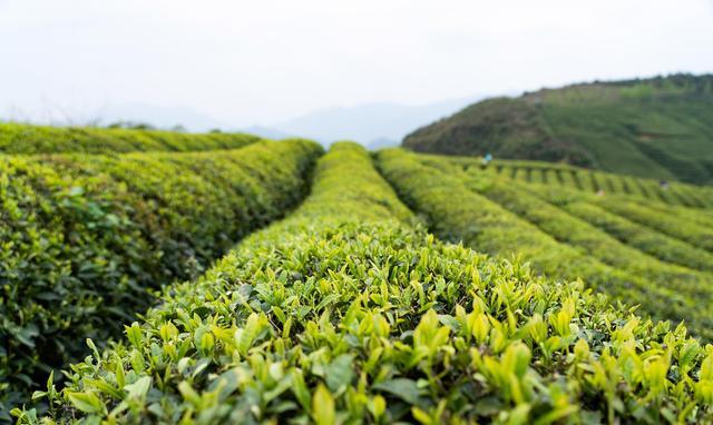 茶叶的品种大全有哪些？（茶叶的品种和）