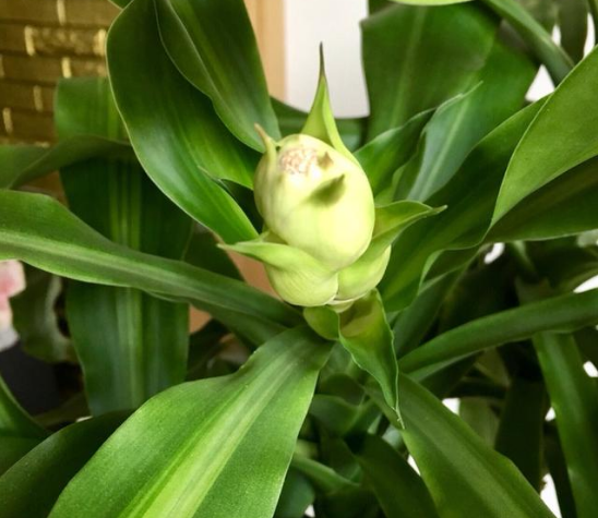 象征吉祥如意的巴西木开花了,而且是双苞开放!__财经头条