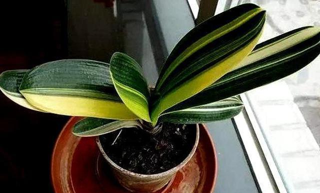 入秋后给君子兰换盆，操作5要点，轻松服盆，状根叶绿啊休闲区蓝鸢梦想 - Www.slyday.coM