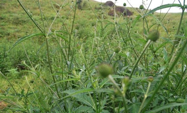 这东西,人称"川续断",以续筋接骨而闻名,野外遇见,值得重视__财经头条