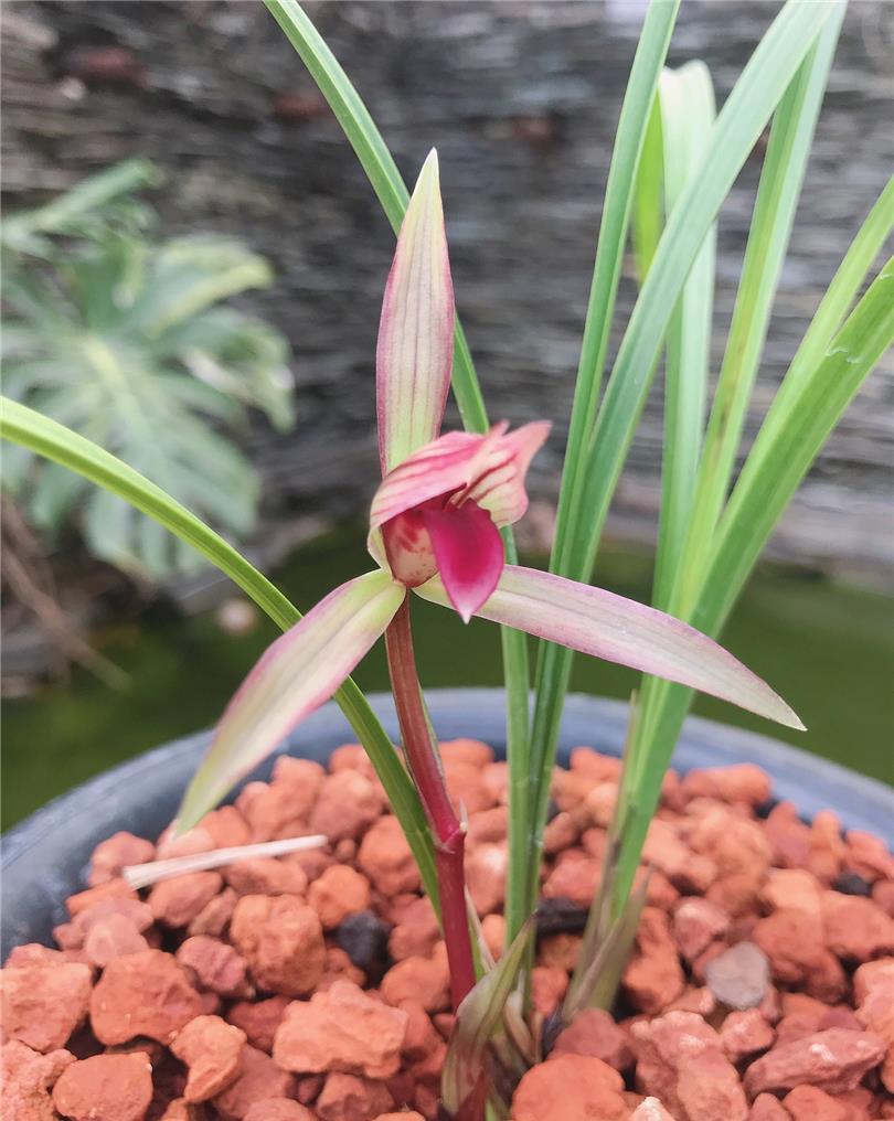 春兰顶级红素"滇红素",花色亮眼,香味扑鼻,新手完全可以驾驭|滇红