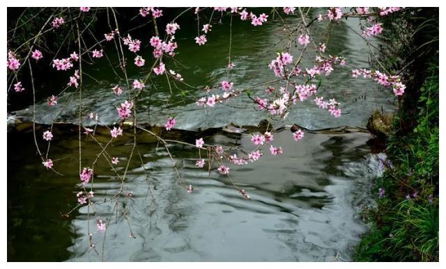 杜甫 春水 诗词赏析 三月桃花浪 江流复旧痕 春水 杜甫 三月桃花 新浪新闻