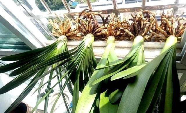 入秋后给君子兰换盆，操作5要点，轻松服盆，状根叶绿啊休闲区蓝鸢梦想 - Www.slyday.coM