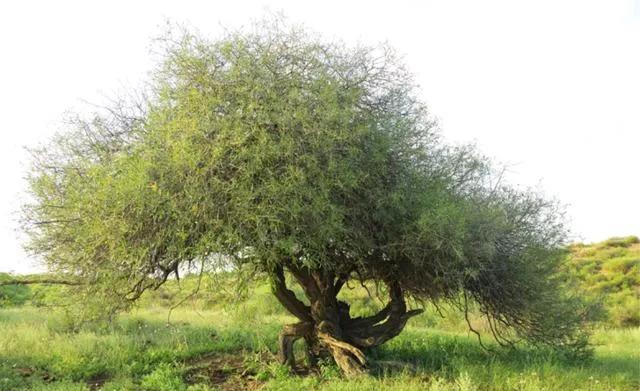 柳叶鼠李,我们叫黑格兰,叶香当茶喝,根好做根雕__财经头条