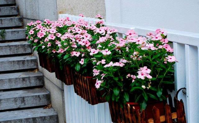 养四季梅长春花,盆栽警示此4点,全年花开不停歇