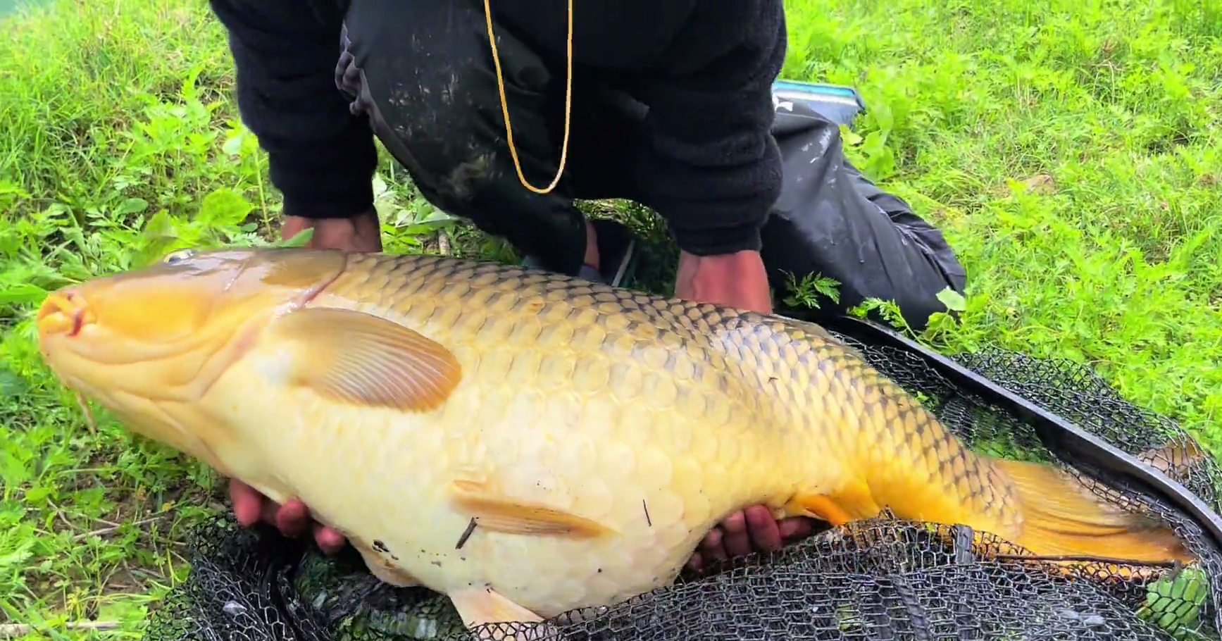 湖北鱼类资源羡煞钓友五十斤鲤鱼王出水体长13米最终放生