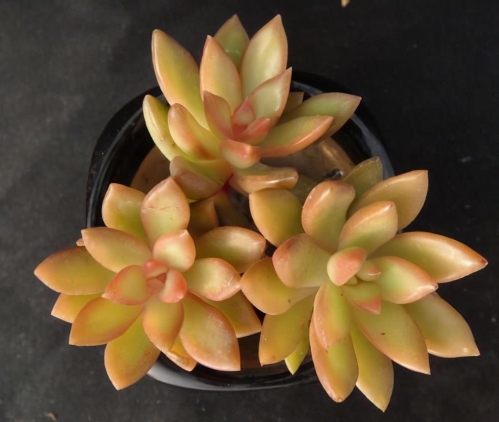 5种黄色系多肉如玉般澄澈颜色很独特散发别样的美