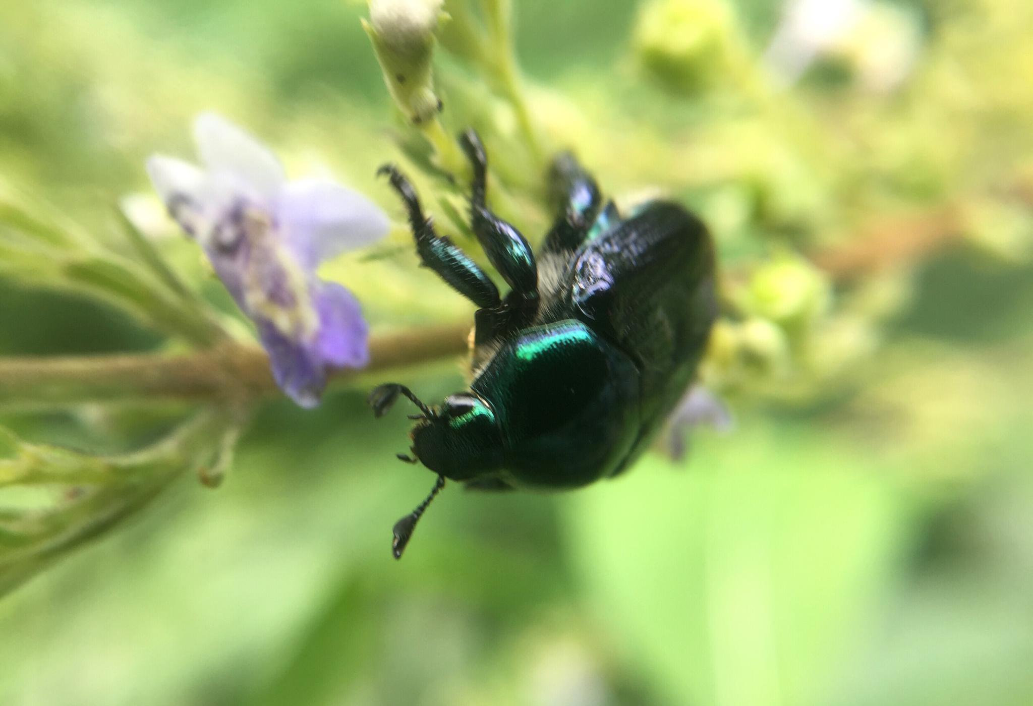 金龟子这金属光泽绿闪绿闪的衣服也太美了