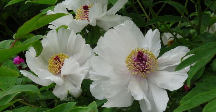 喜欢牡丹,首选"精品牡丹"凤丹白,似白衣仙子,洁白无瑕