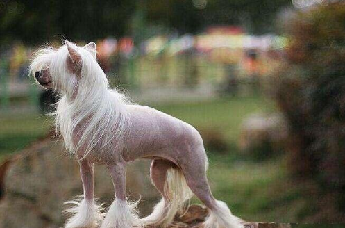 中国冠毛犬,不用张着嘴伸出舌来散热,它是唯一靠汗腺排汗的犬种休闲区蓝鸢梦想 - Www.slyday.coM 中国冠毛犬,不用张着嘴伸出舌来散热,它是唯一靠汗腺排汗的犬种休闲区蓝鸢梦想 - Www.slyday.coM