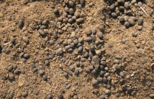 家庭中如何养兰花盆栽？学3招，植株多发新芽嫩叶啊休闲区蓝鸢梦想 - Www.slyday.coM