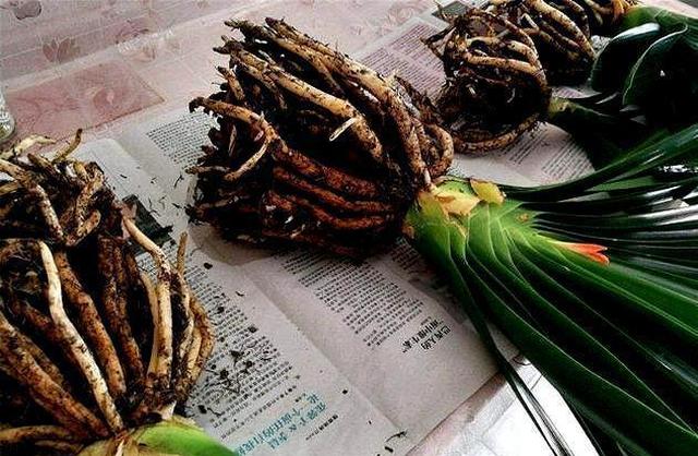 入秋后给君子兰换盆，操作5要点，轻松服盆，状根叶绿啊休闲区蓝鸢梦想 - Www.slyday.coM