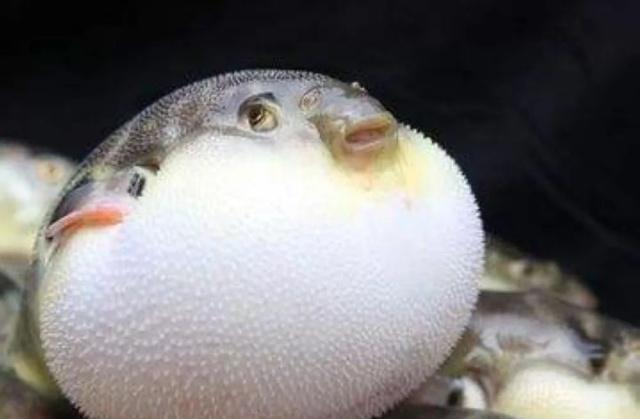 最爱"生气"的鱼,肚里水和空气都能装,每次"生气"要折寿