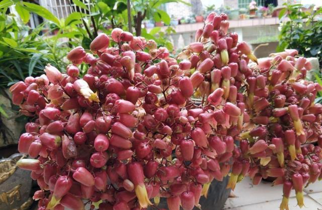 一根枝条就营造出森林的感觉,家里养这种花休闲区蓝鸢梦想 - Www.slyday.coM 一根枝条就营造出森林的感觉,家里养这种花休闲区蓝鸢梦想 - Www.slyday.coM