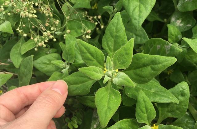 农村一种野草,常被当杂草无视,却不知是上等菜肴,价值珍贵