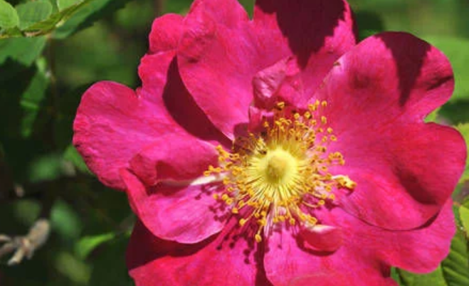 未来7天红鸾高歌桃花朵朵真爱登门相见喜得天赐良缘的生肖