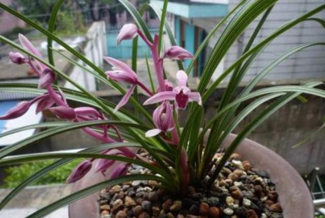 家庭中如何养兰花盆栽？学3招，植株多发新芽嫩叶啊休闲区蓝鸢梦想 - Www.slyday.coM