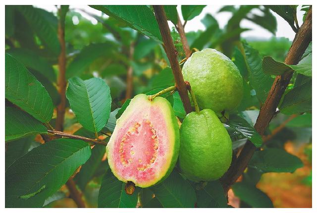 一种叫缅桃的水果