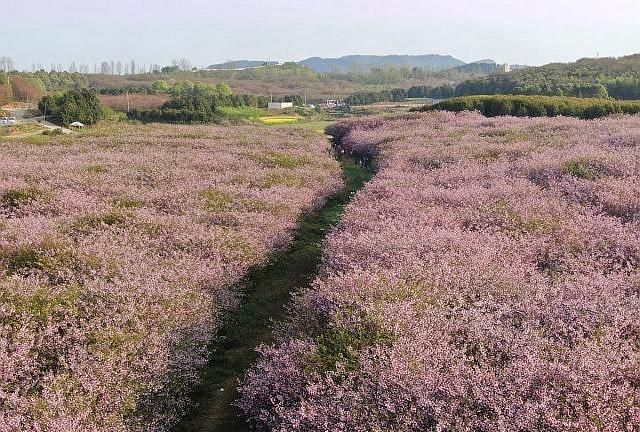 贵阳清镇市红枫湖镇右二村的万亩樱花开,美艳樱花等您去观赏
