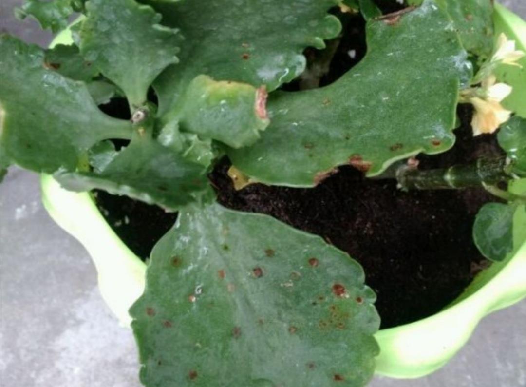 长寿花叶子上出现黑点,别不当回事,及时采取防治措施