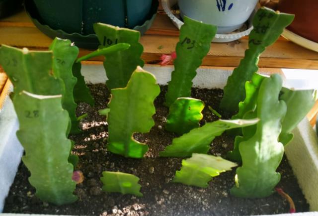 扦插令箭荷花春天最合适掌握4个点一周就能长根