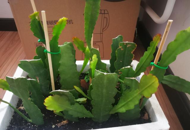 扦插令箭荷花春天最合适掌握4个点一周就能长根