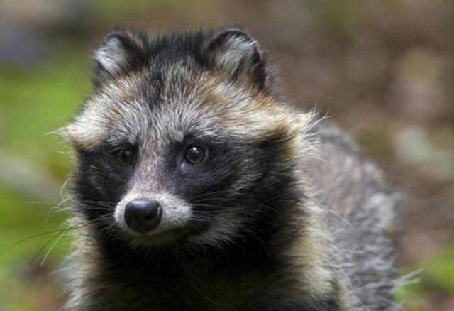 上海100多个小区出现貉,专家:不投喂,不接触,不恐慌|野生动物|松江