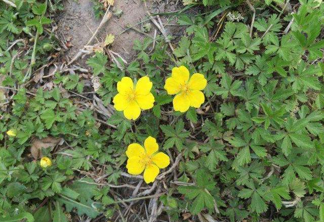 这东西,俗称"蛇含",属极品中药,却常被当成害草除掉,可惜了__财经头条