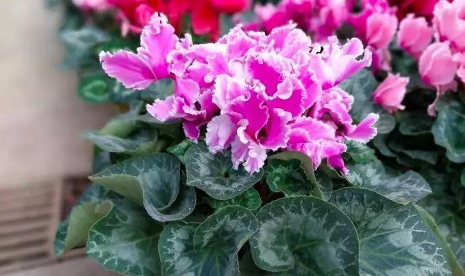5种最适合冬天养花卉,不怕冷超好养,开花就是一大片