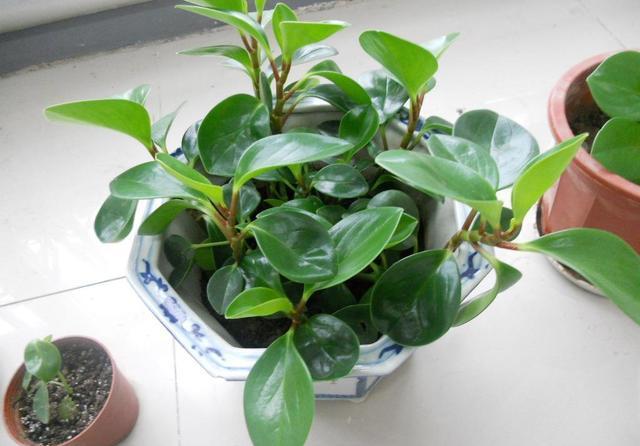 多学习多了解荷叶椒草才能养出肥大而好看的叶子