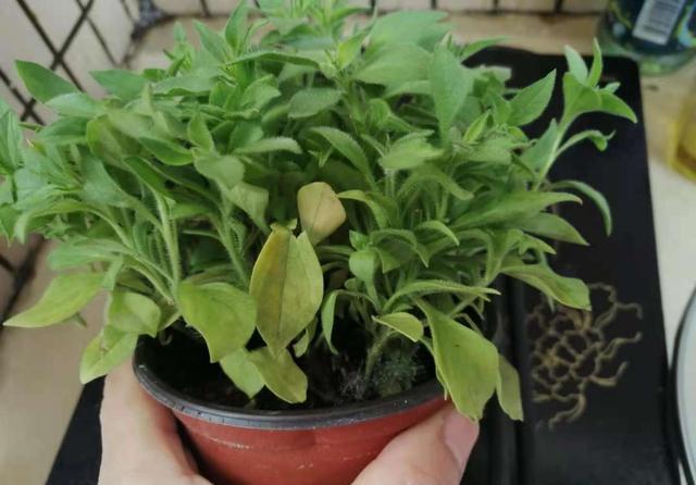 矮牵牛的枝条细,叶发黄,浇肥也没用?换大盆,盆小易老化