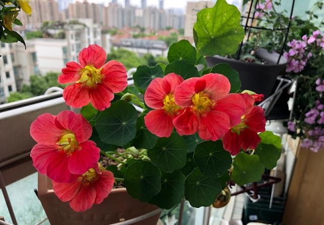 想把阳台变花海,旱荷花来几盆,你知道栽培以及养护方法吗?