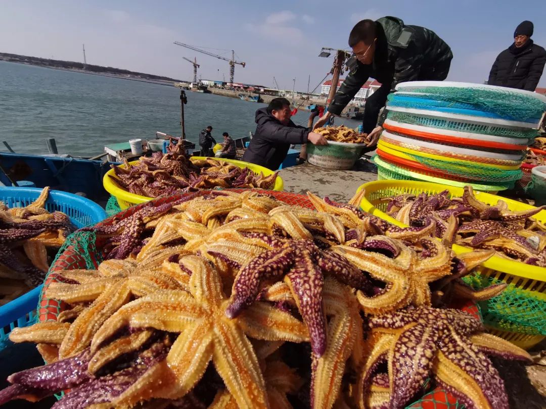 青岛胶州湾海星泛滥渔民日捕上万斤