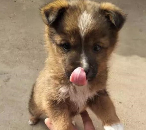 土豪当街撒泼老子3万买的狗还不如你捡的土狗被狗主怒怼