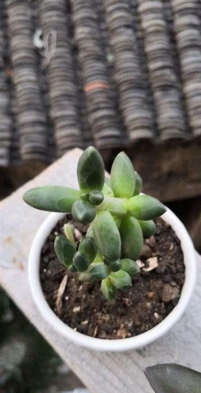 一根枝条就营造出森林的感觉，家里养这种花休闲区蓝鸢梦想 - Www.slyday.coM