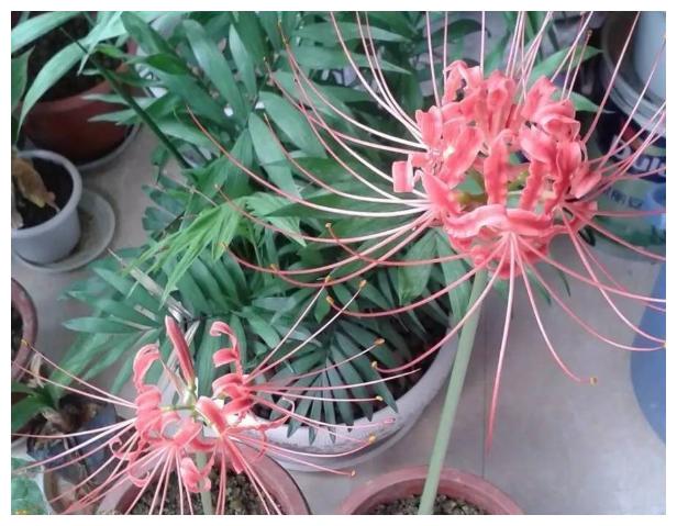 十大不吉利花是哪几种(家里养什么花旺财又对身体好)