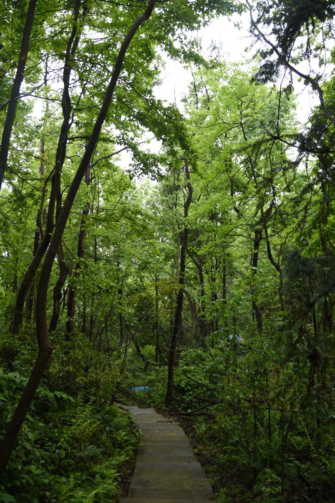 好奇心走进了无人区的树林,有种在原始森林里探险的感觉_高清图集