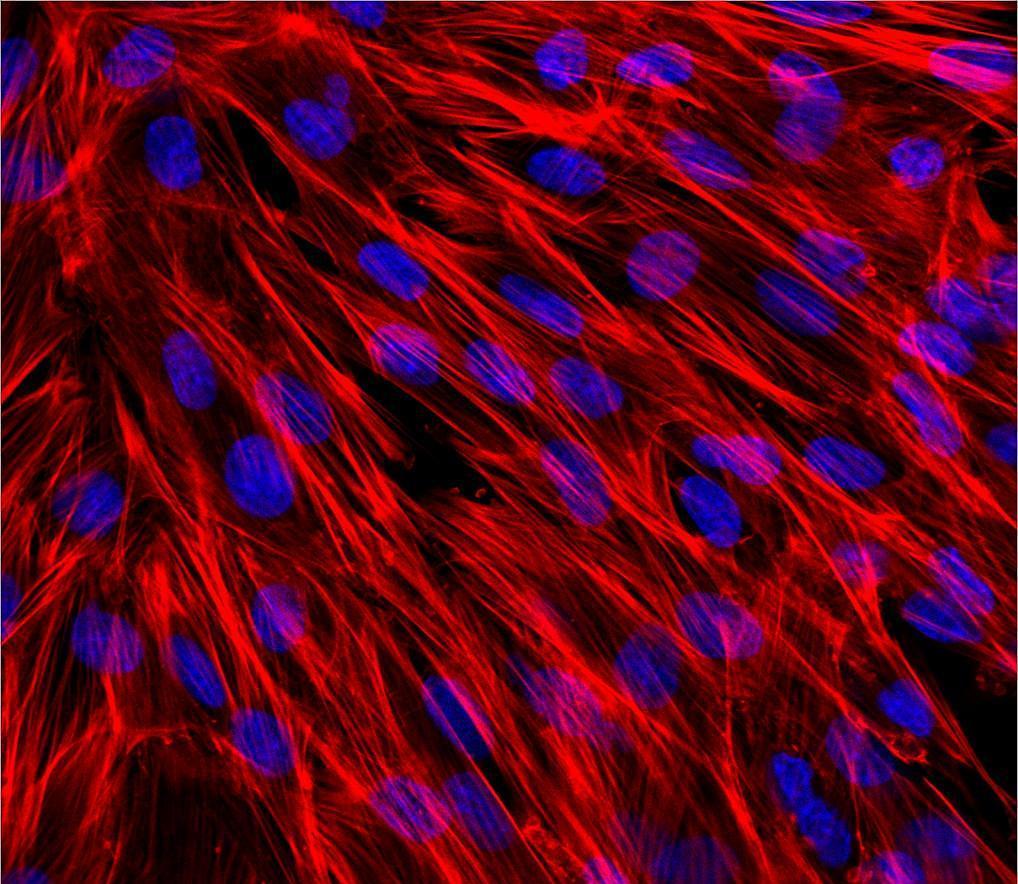 《细胞的生命》的教材问题及课后练习题,我精心为您的孩子准备