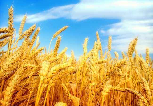 小满节气下雨影响庄稼收入吗为什么