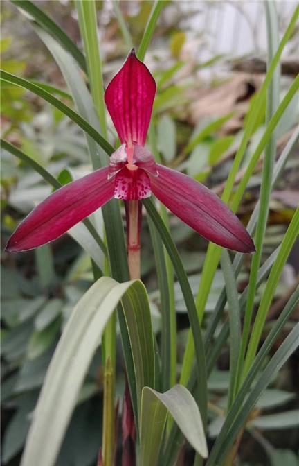 春兰名品"娄山红",现重出江湖,花色艳丽,芳香四溢,养护简单