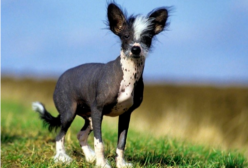 中国冠毛犬,不用张着嘴伸出舌来散热,它是唯一靠汗腺排汗的犬种休闲区蓝鸢梦想 - Www.slyday.coM 中国冠毛犬,不用张着嘴伸出舌来散热,它是唯一靠汗腺排汗的犬种休闲区蓝鸢梦想 - Www.slyday.coM